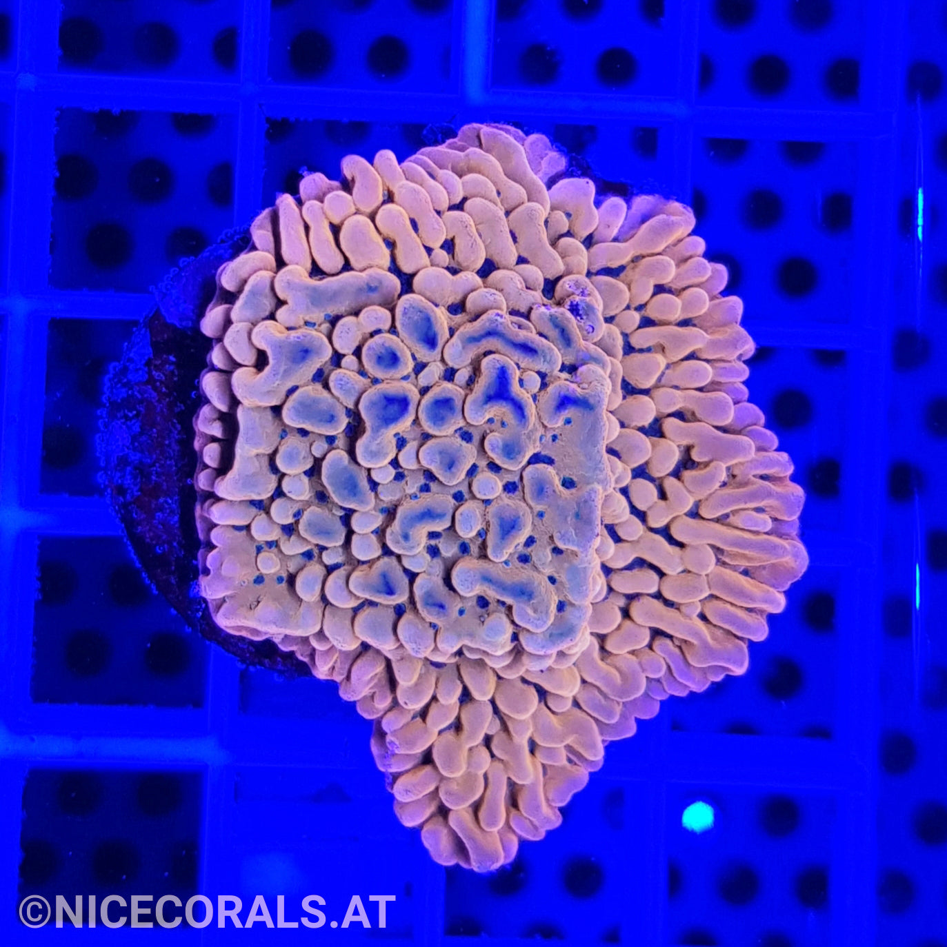 Montipora Flaming Phoenix