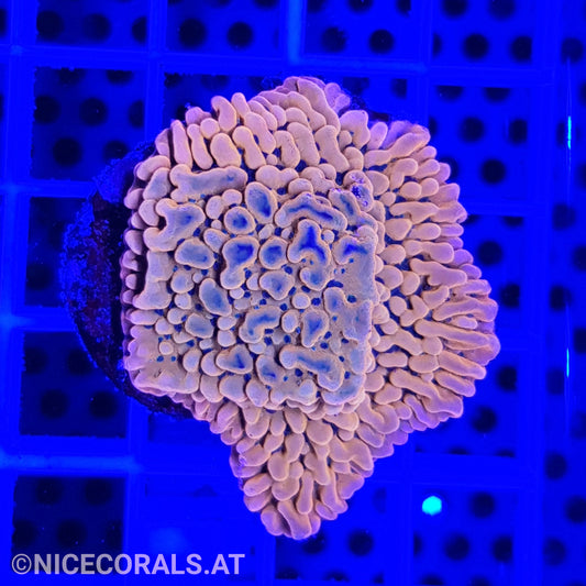 Montipora Flaming Phoenix
