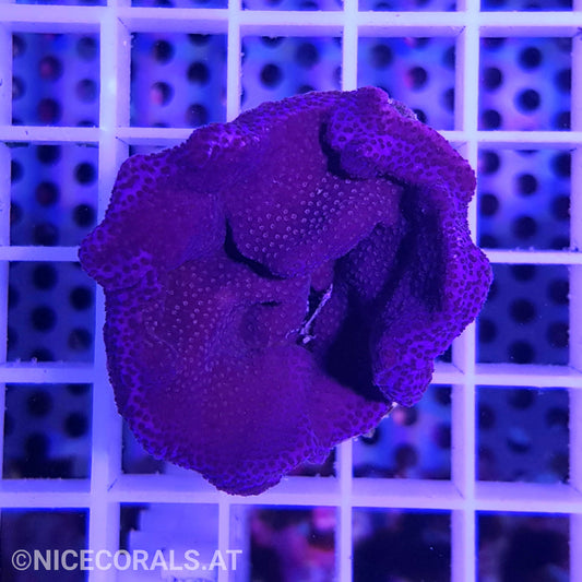 Montipora