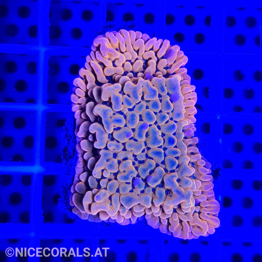 Montipora Flaming Phoenix