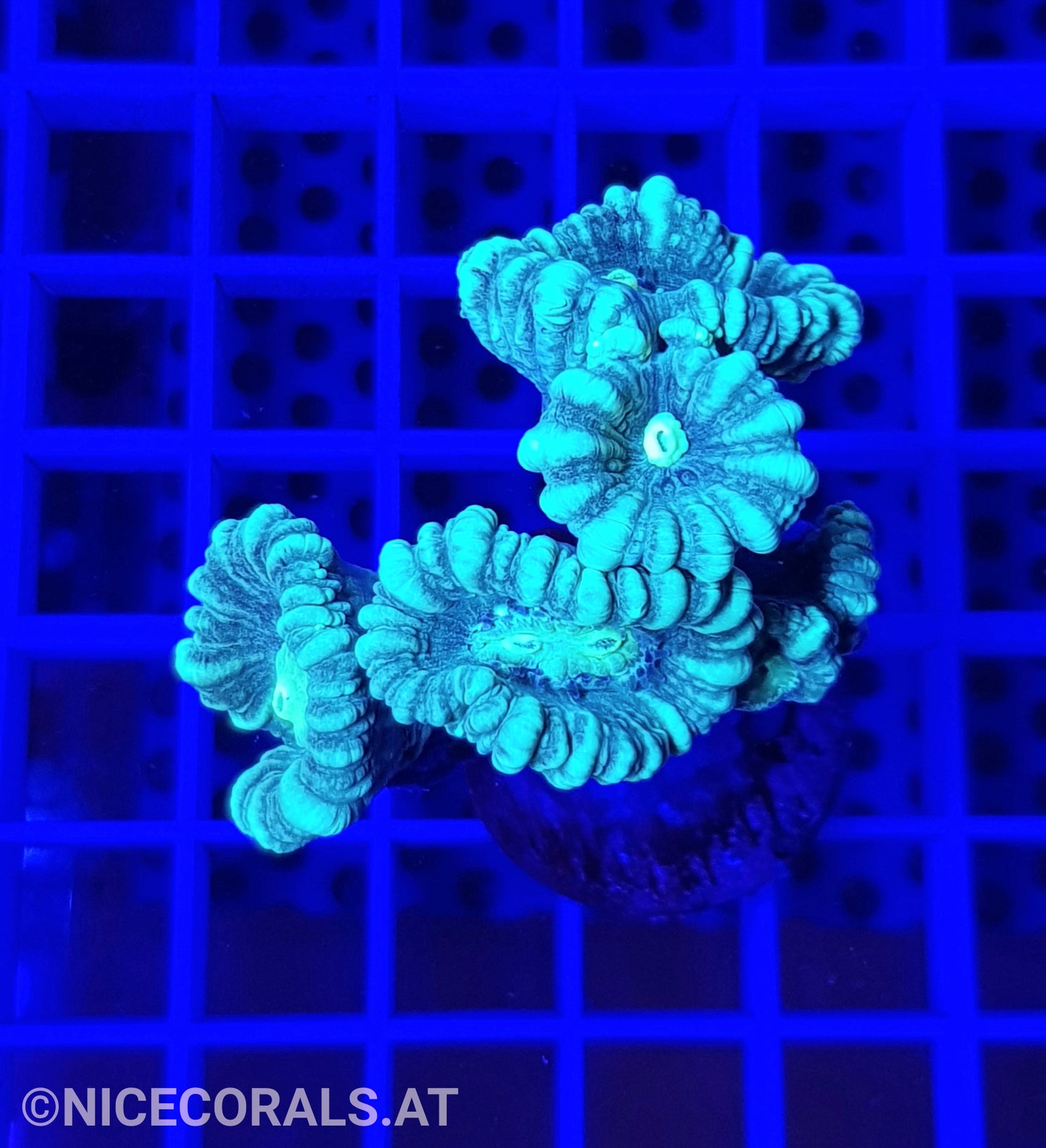 Caulastrea