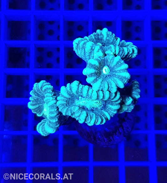 Caulastrea