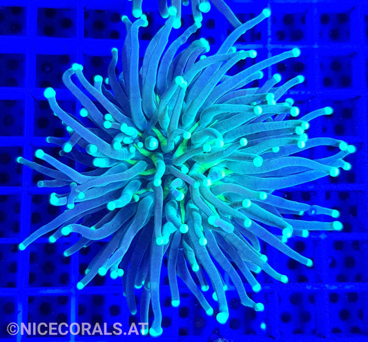Euphyllia Indo Torch