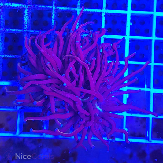 Euphyllia Torch