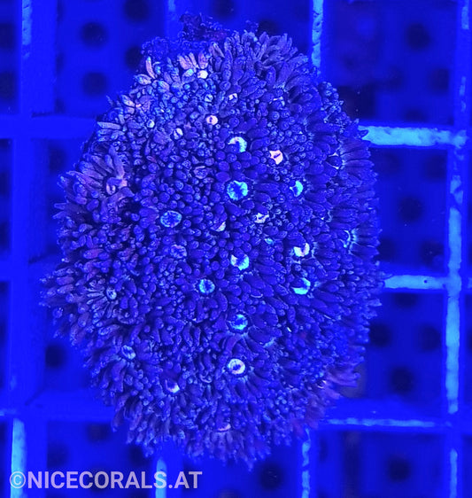 Goniopora