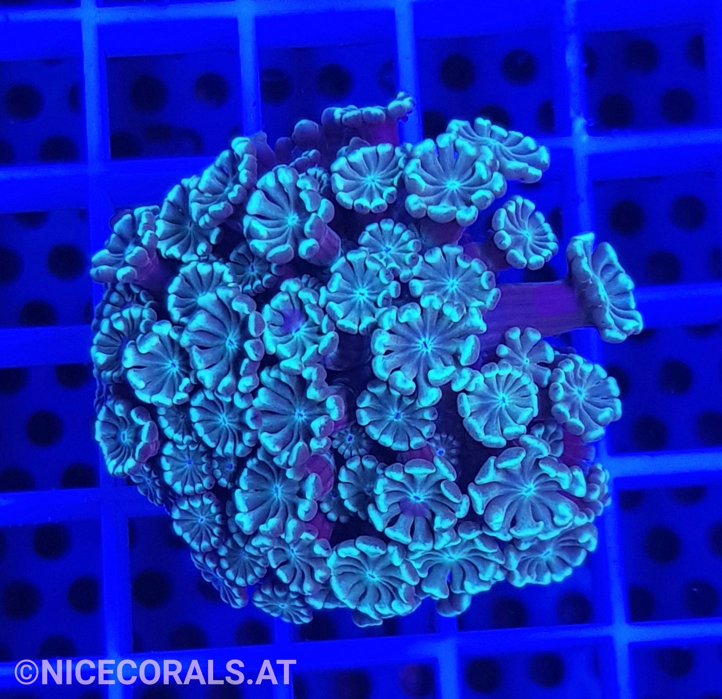 Alveopora