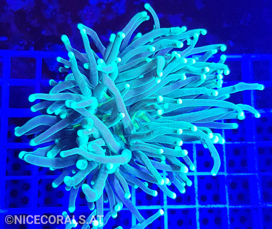 Euphyllia Indo Torch