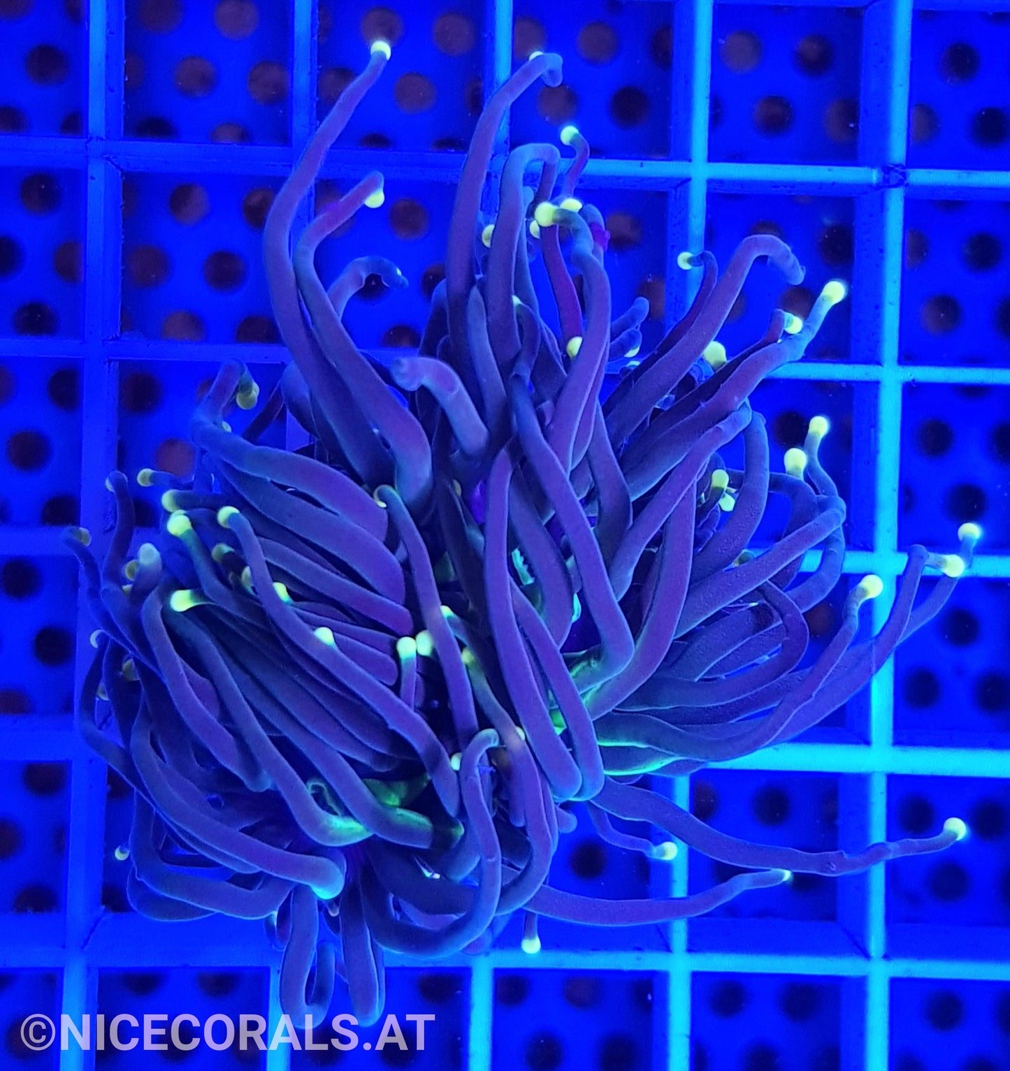 Euphyllia Black Torch 2 Heads