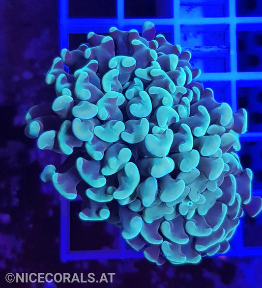 Euphyllia Paraancora
