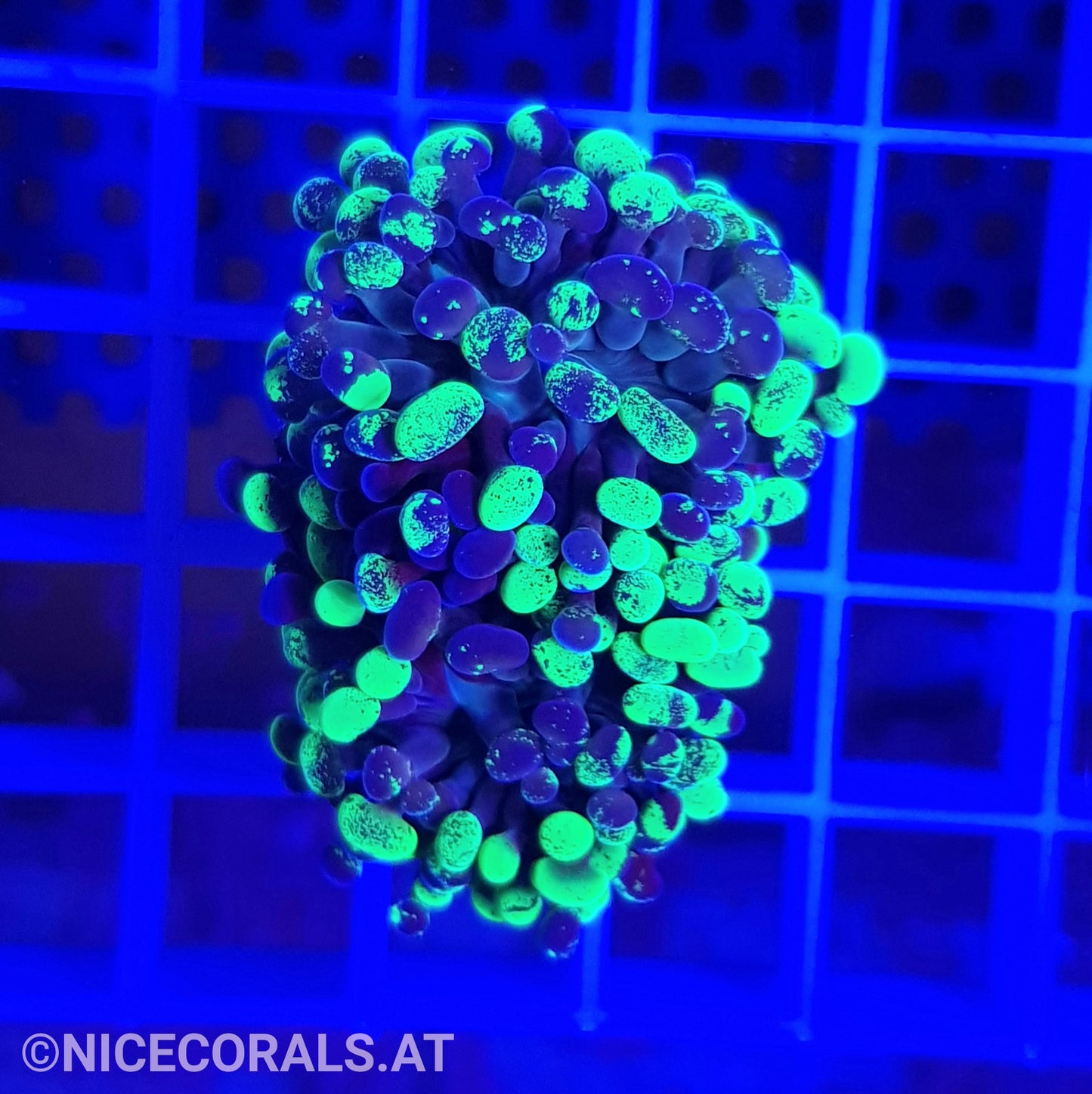 Euphyllia Paraancora