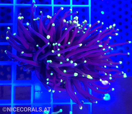 Euphyllia Black Torch 2 Heads