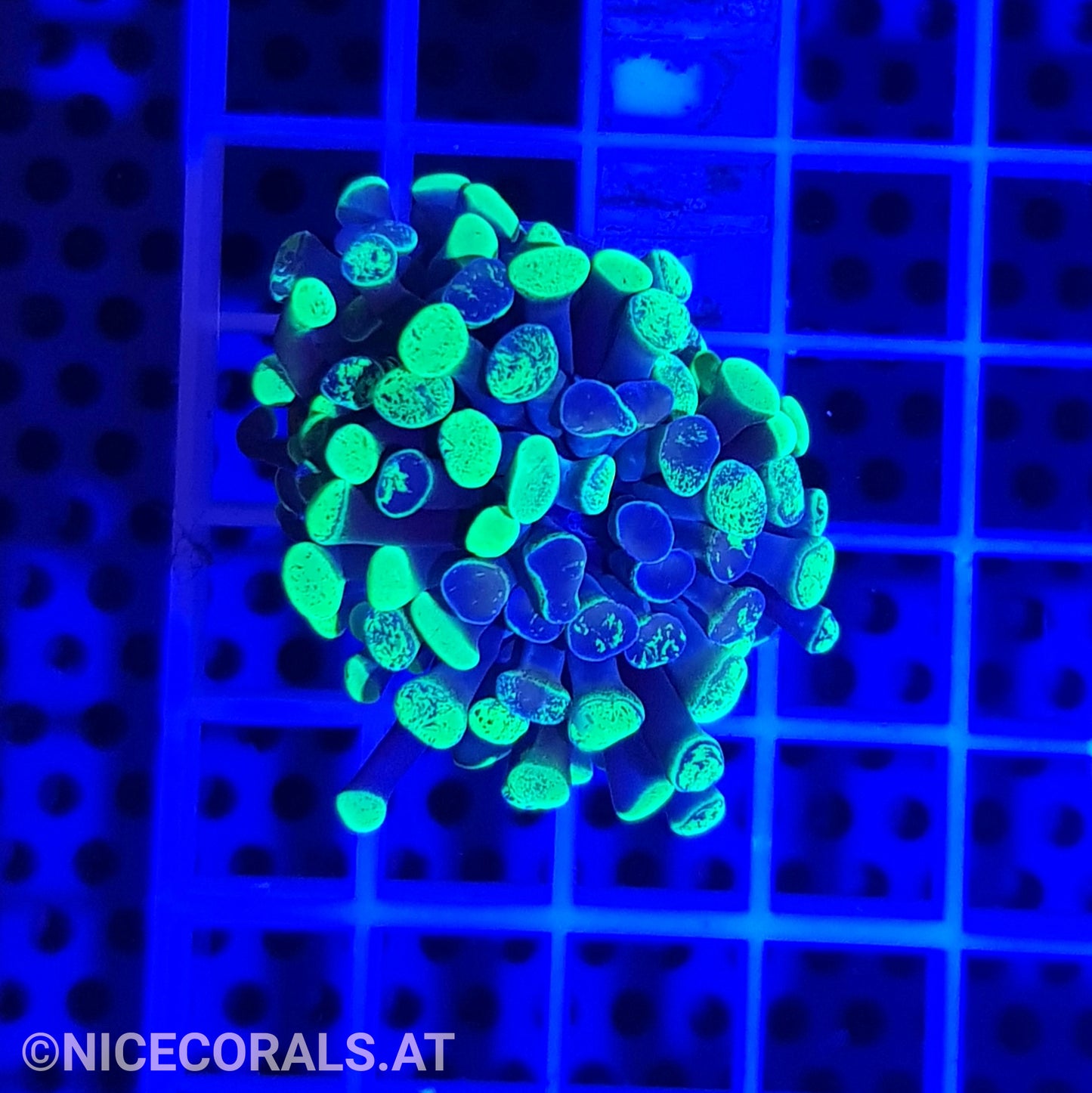 Euphyllia Paraancora