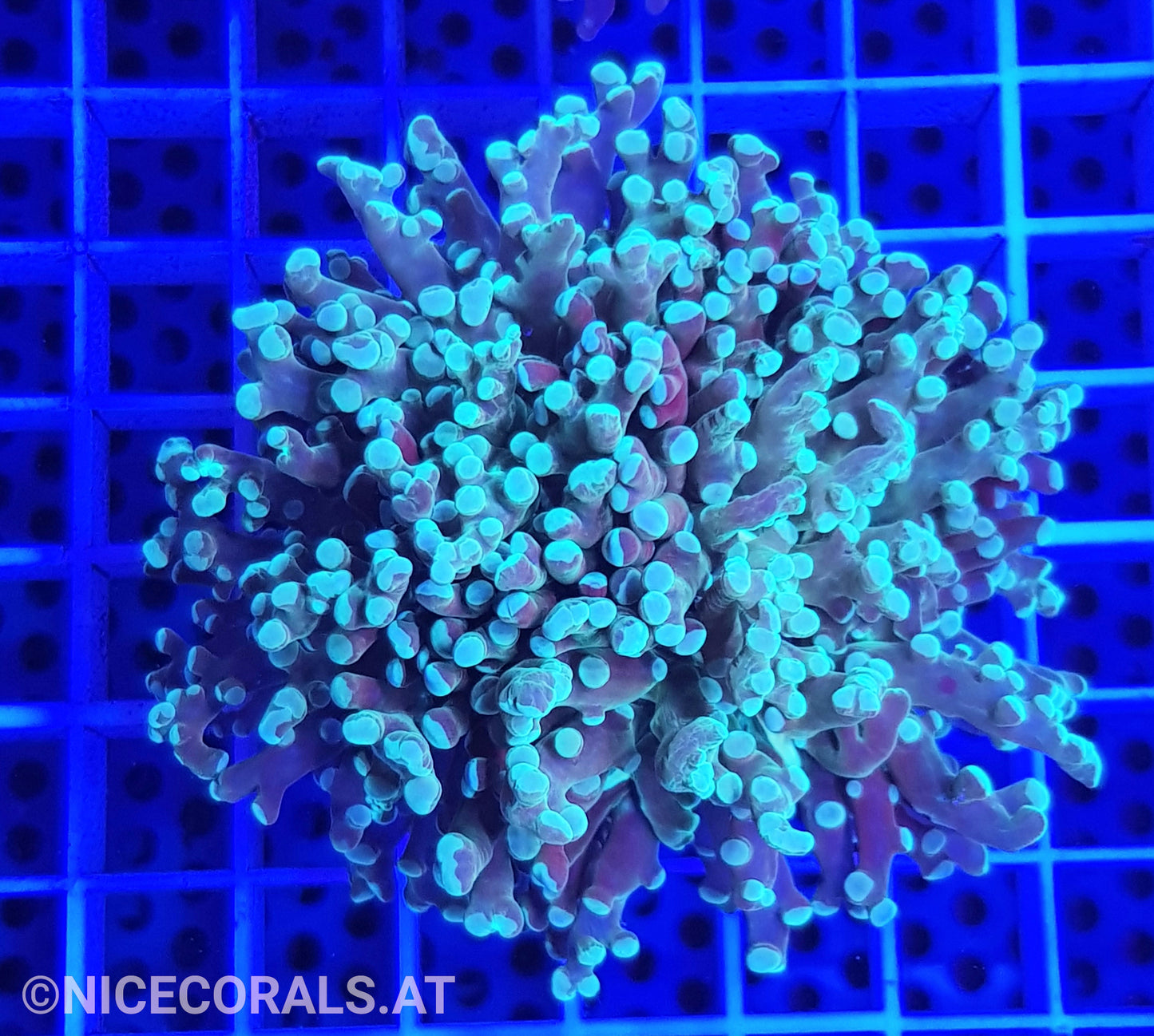 Euphyllia Paradivisa