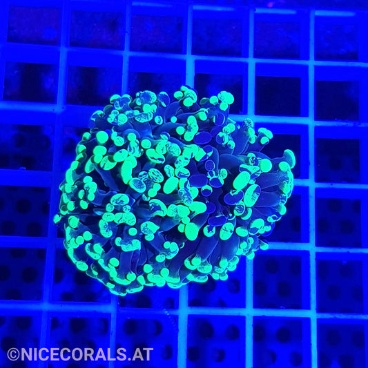 Euphyllia Paraancora