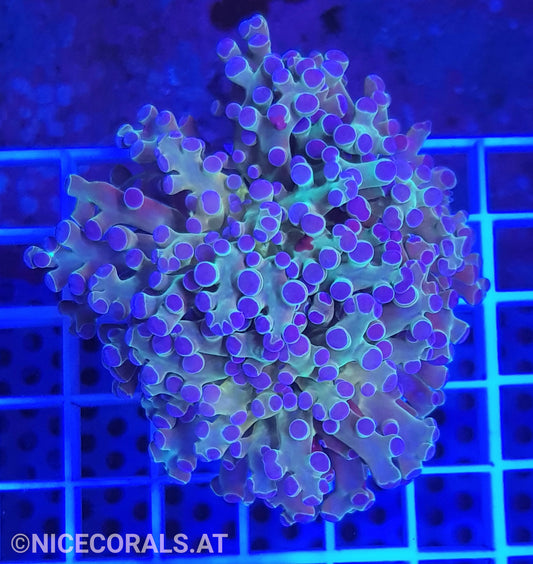 Euphyllia Paradivisa