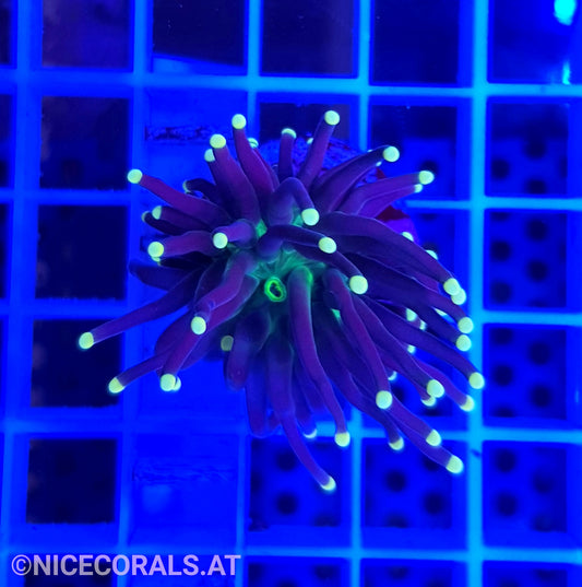 Euphyllia Black Torch 1 Head