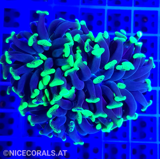 Euphyllia Paraancora
