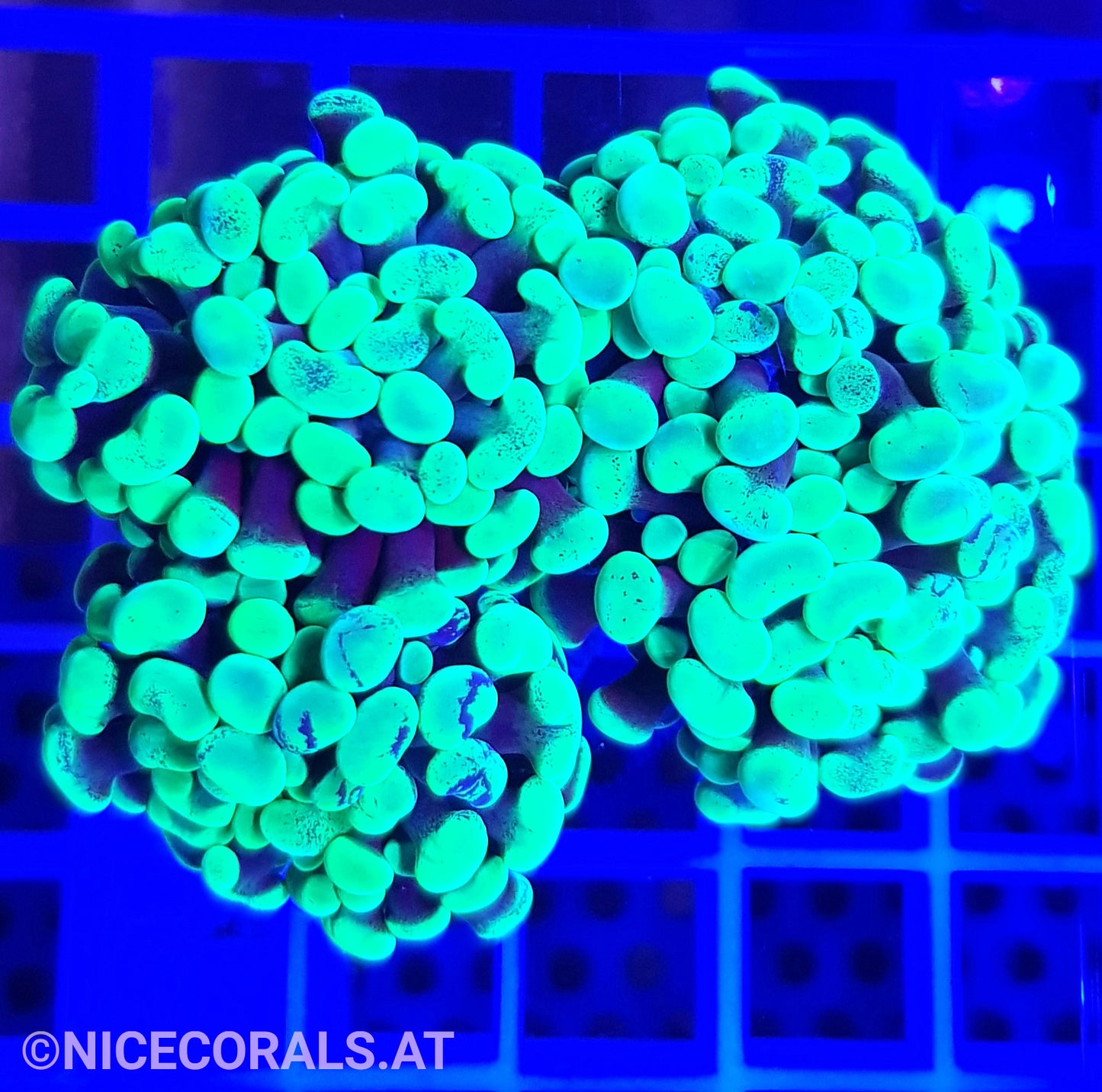 Euphyllia Paraancora