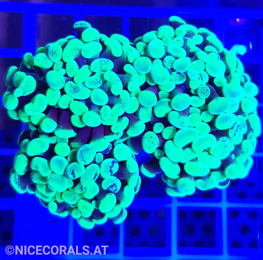 Euphyllia Paraancora