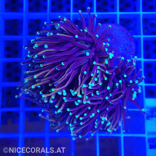 Euphyllia Indo Gold Torch 1 XXL Head