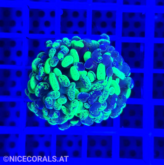 Euphyllia Paraancora