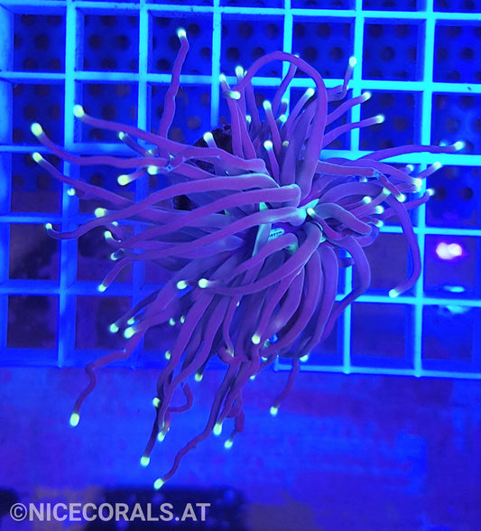 Euphyllia Black Torch 1 Head