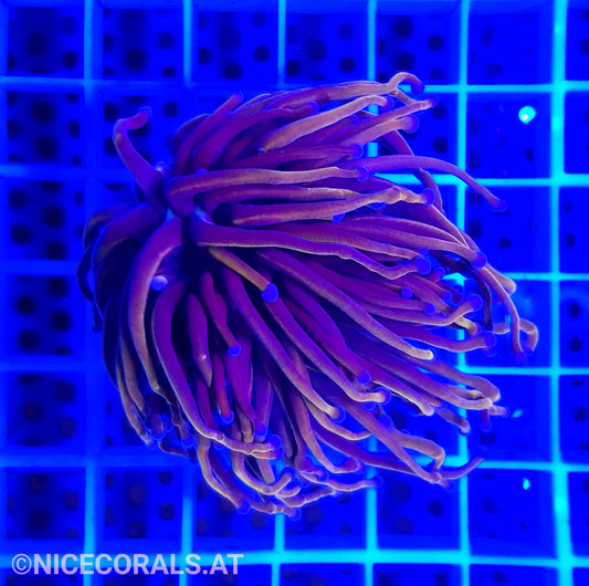 Euphyllia Indo Gold Torch 1 Head