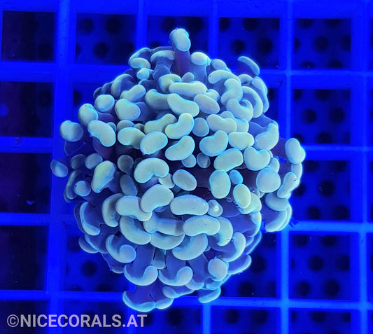 Euphyllia Paraancora