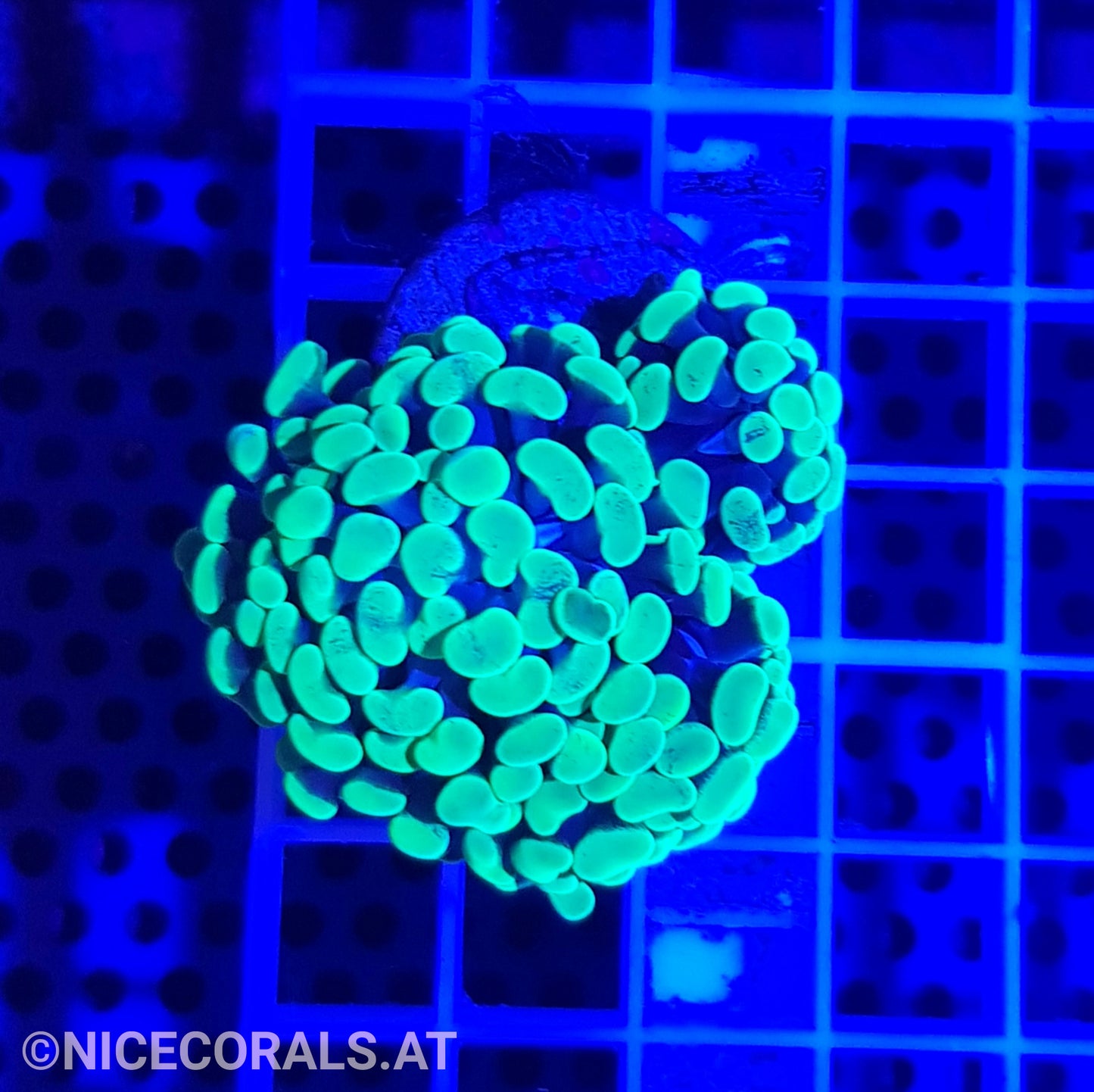 Euphyllia Paraancora