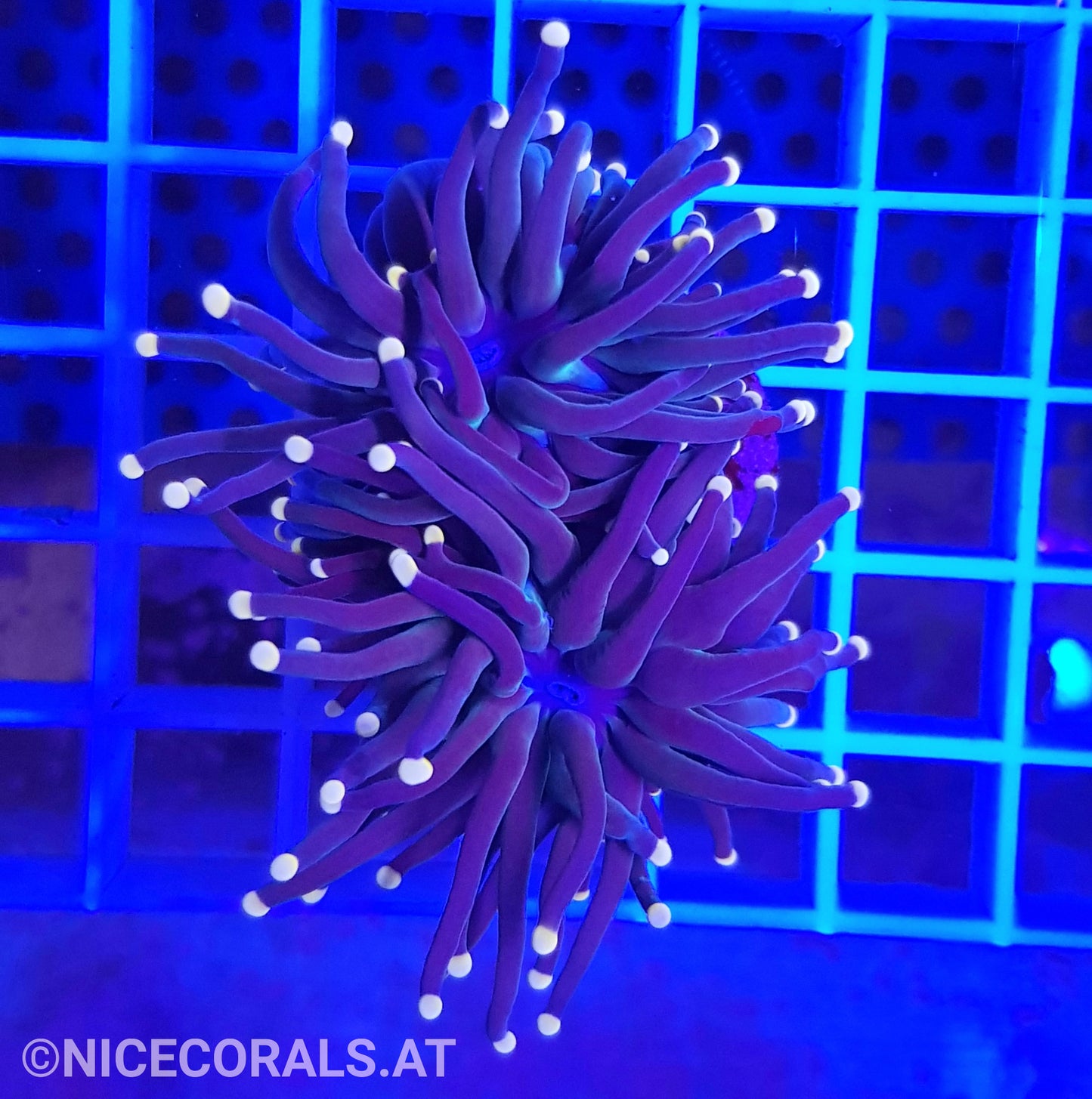 Euphyllia Black Torch 2 Heads