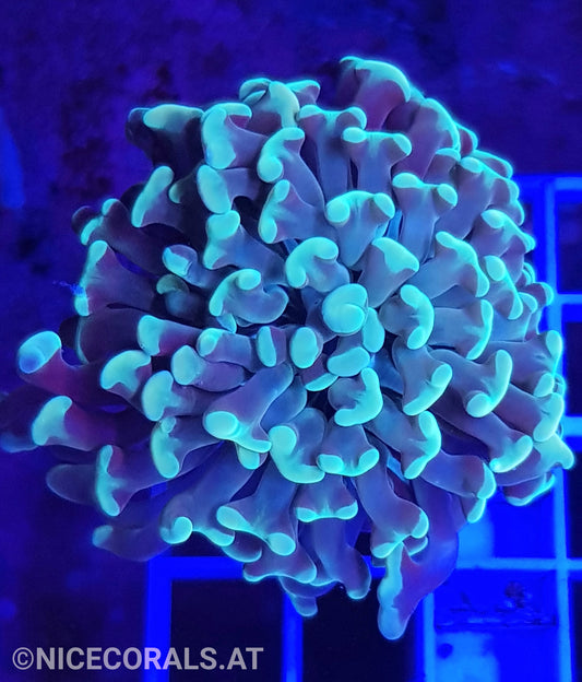 Euphyllia Paraancora