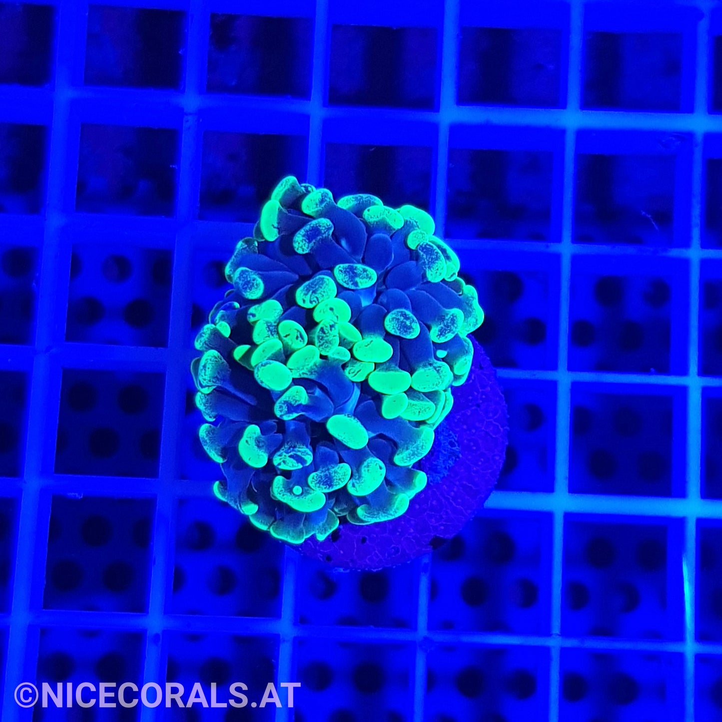 Euphyllia Paraancora