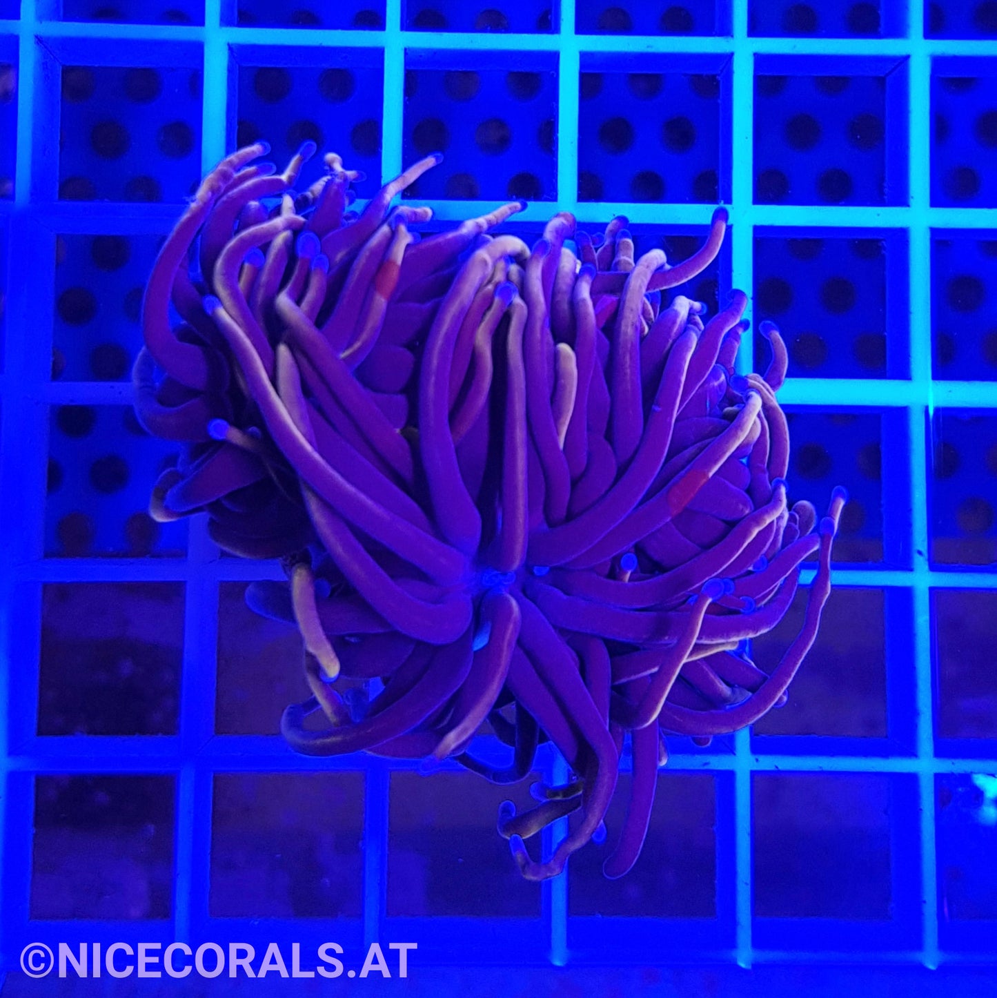 Euphyllia Indo Gold Torch 2 Heads