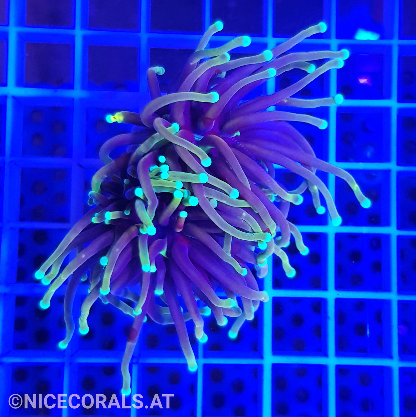 Euphyllia Dragonsoul 2 Heads