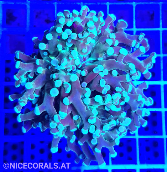 Euphyllia Paradivisa
