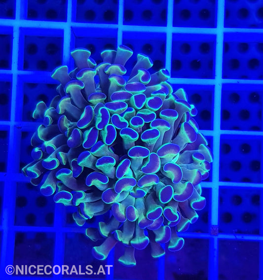 Euphyllia Hologram 2 Heads