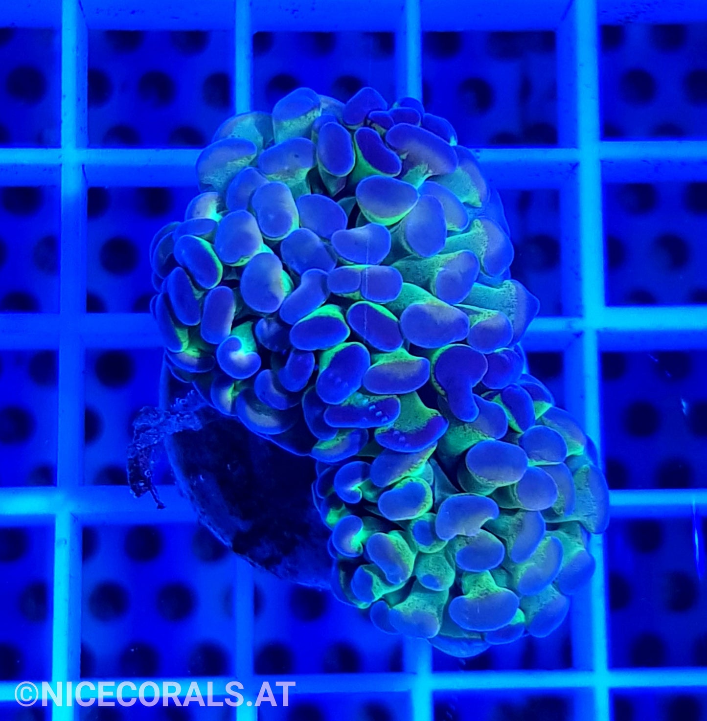 Euphyllia Paraancora Hologram 2 Heads