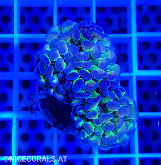 Euphyllia Paraancora Hologram 2 Heads