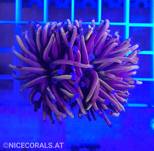 Euphyllia Indo Gold Torch 2 Heads