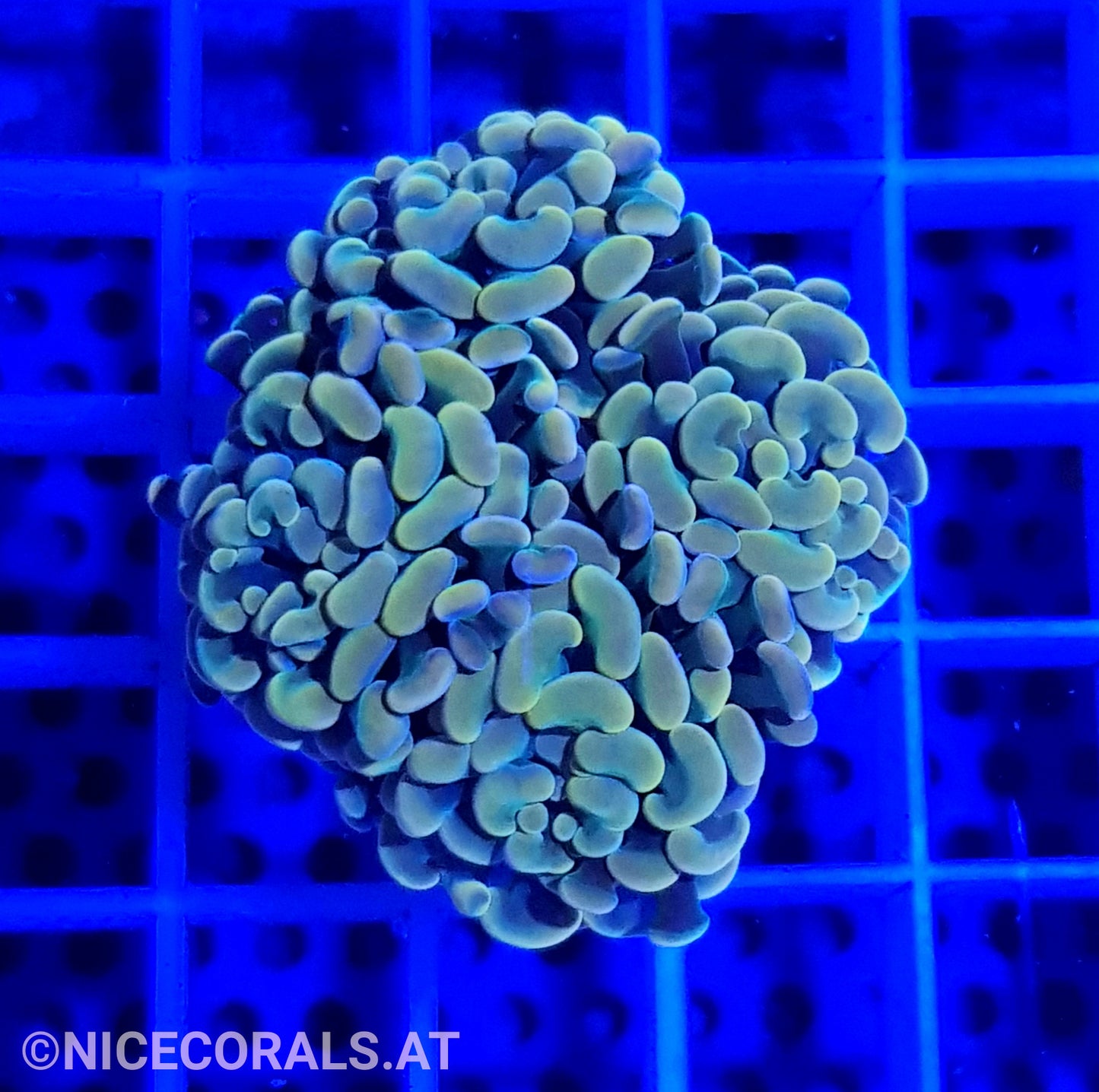 Euphyllia Paraancora Golden Nugget 4 Heads