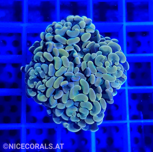 Euphyllia Paraancora Golden Nugget 4 Heads