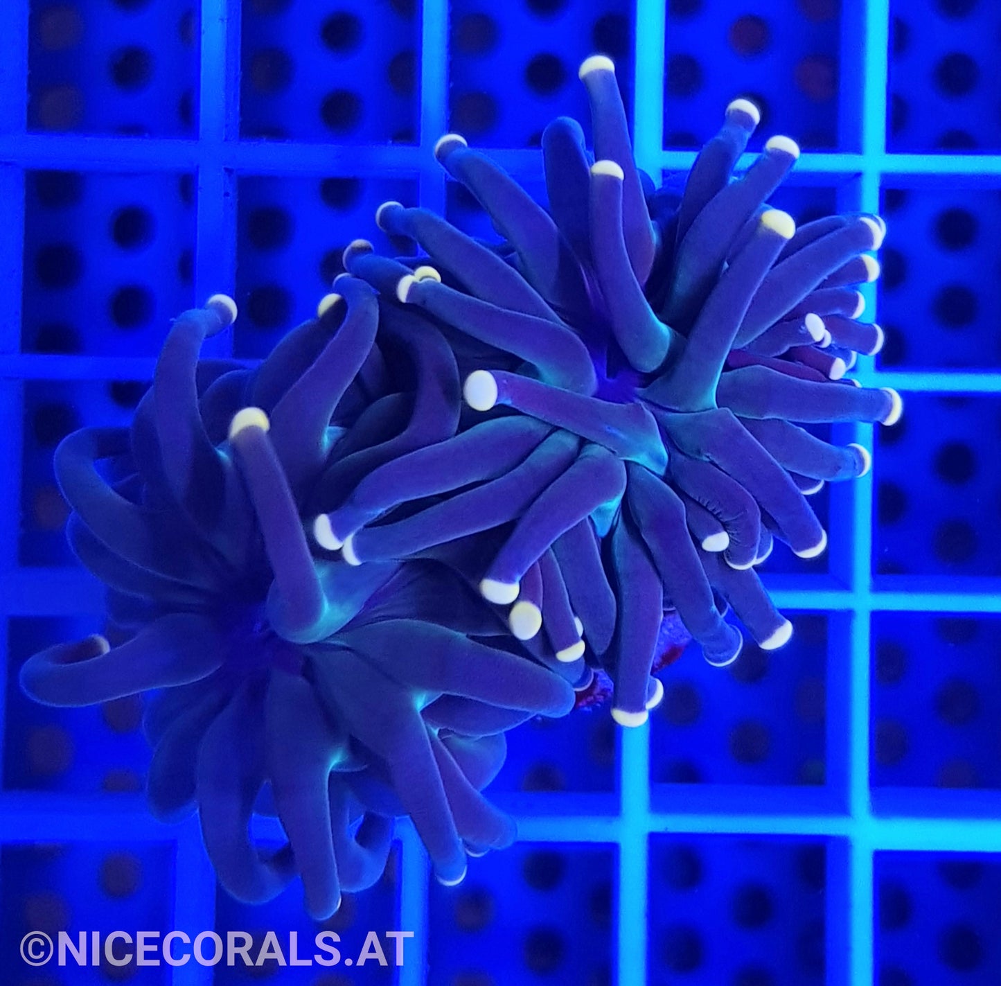Euphyllia Black Torch 2 Heads