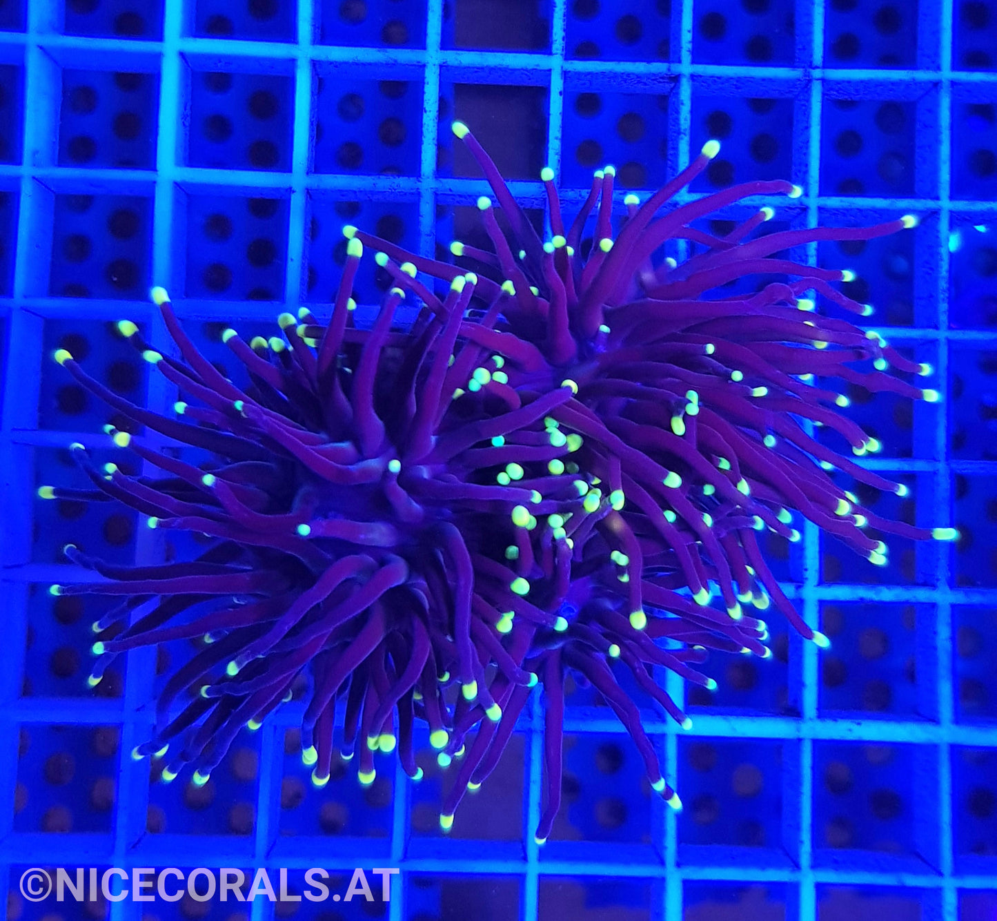 Euphyllia Black Torch 3 Heads