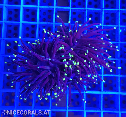Euphyllia Black Torch 3 Heads