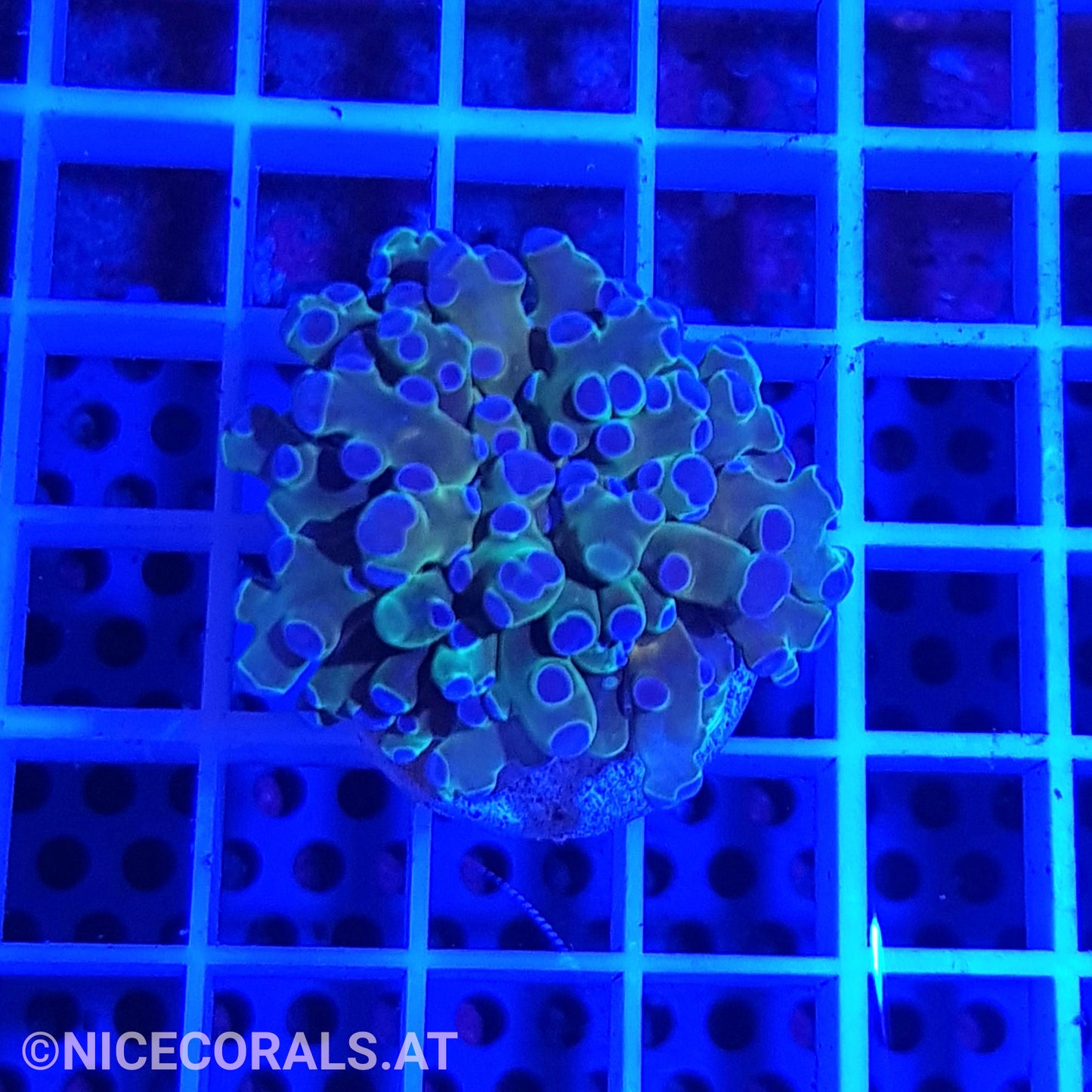 Euphyllia Paradivisa