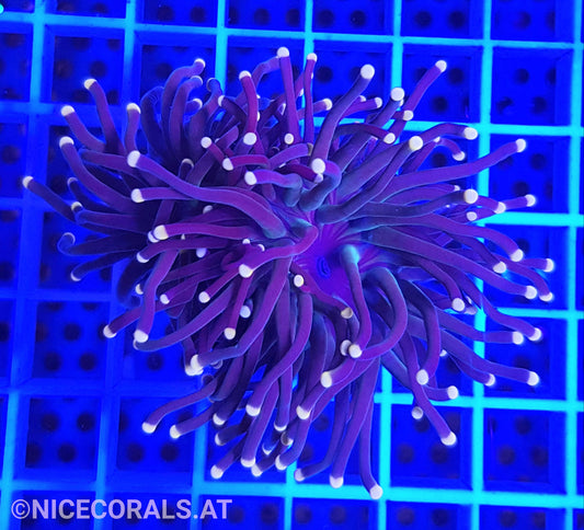 Euphyllia Black Torch 2 Heads