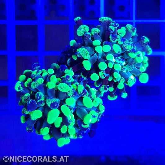 Euphyllia Paraancora