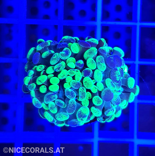 Euphyllia Paraancora