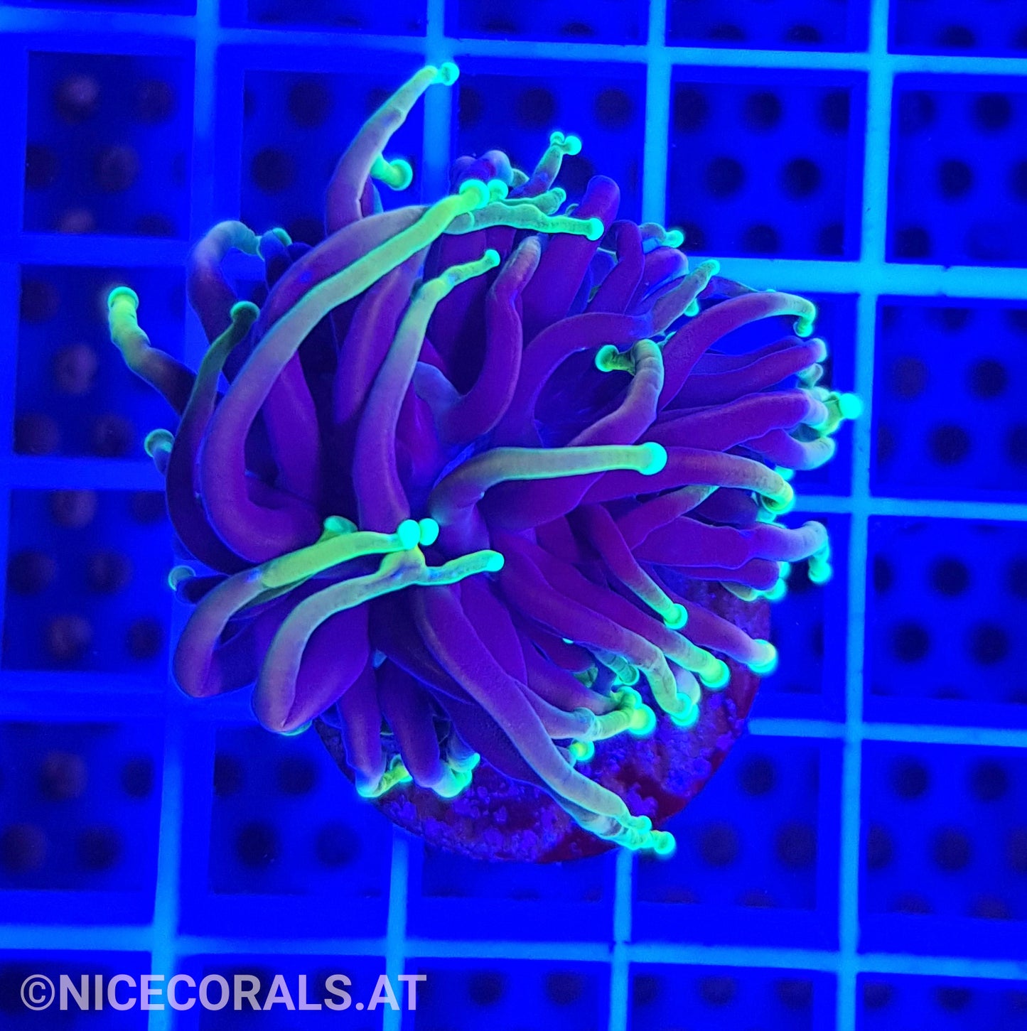 Euphyllia Dragonsoul 1 Head