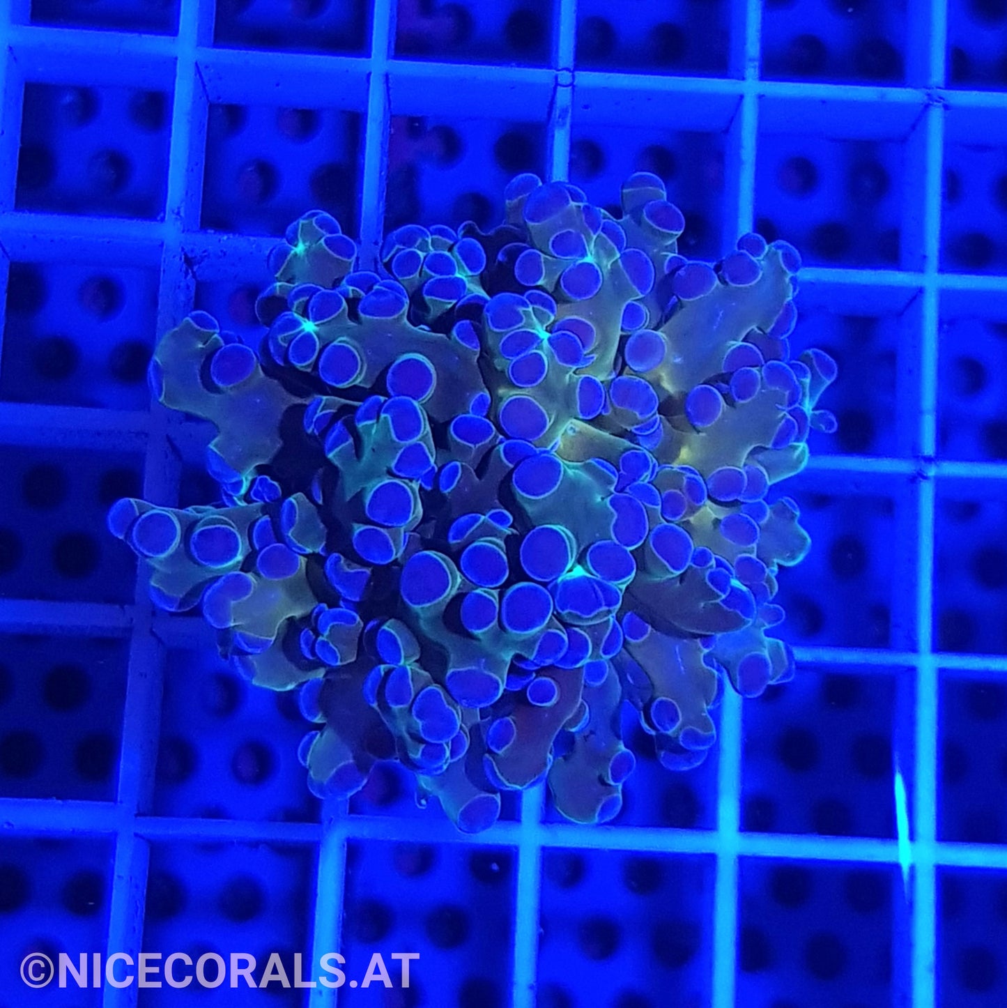 Euphyllia Paradivisa